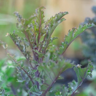 Dallas, Teksas, Amerika yakınlarındaki organik bahçede kıvrılmış kırmızı lahana üzerinde sürünen yeşil tırtıl.