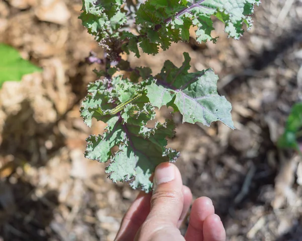 Tangan memetik kuning dan hijau ulat serangan pada homegrown curled scarlet kale kontrol hama organik — Stok Foto