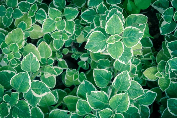 Фильтрованное изображение мясистые листья креата смело окаймлены ярко-белым цветом тимьяна — стоковое фото