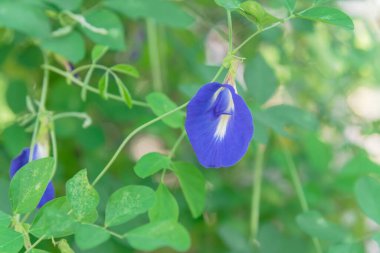 Kapalı klitoria ternatea ya da Asya güvercin kanatları çiçekleri Singapur 'daki iç bahçesinde yetişir. Fabaceae ailesinde Bluebellvine, blue pea, kelebek bezelyesi, cordofan bezelyesi ve Darwin bezelyesi olarak da bilinir.