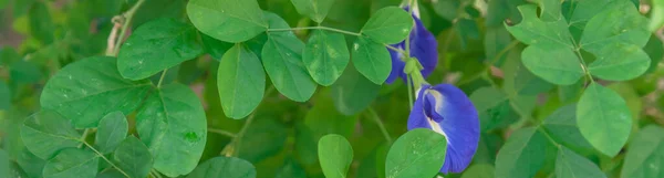 Vista Panorámica Flor Clitoria Ternatea Flor Asiática Alas Paloma Jardín —  Fotos de Stock