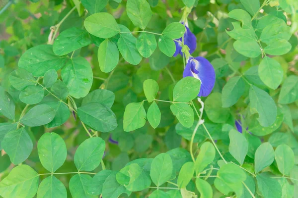 Flor Cercana Clitoria Ternatea Alitas Asiáticas Florecen Jardín Cosecha Propia —  Fotos de Stock