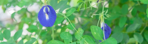 Panoramic blossom blue Asian pigeonwings or butterfly pea flower at organic garden in Singapore — Stock Photo, Image