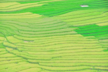 Mu Cang Chai, Yen Bai, Vietnam 'daki yeşil teras alanını kapatın. Eğimli düzlemli çeltik çayırı, arka arkaya düzleşen düzlemlere benzer adımlarla kesiliyor.