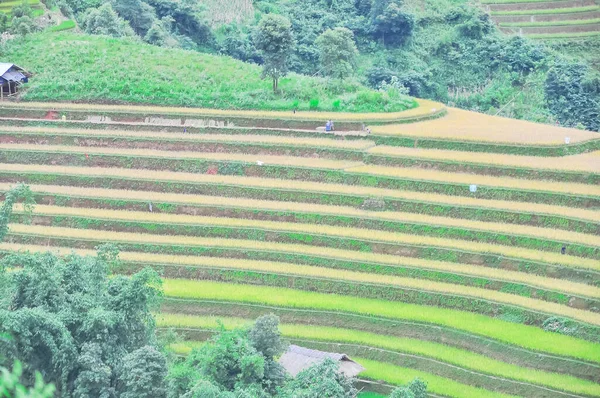 Casa in legno vicino terrazza campo di riso mix di colture verdi e raccolte in Mu Cang Chai, Yen Bai, Vietnam — Foto Stock