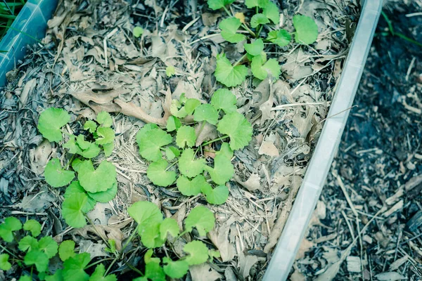 Kluster Centella Asiatica Eller Gotu Kola Växer Plastbehållare Bakgård Trädgård — Stockfoto