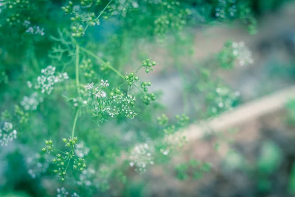 Blossom Koriander Vita Blommor Upphöjd Säng Trädgården Trädgård Nära Dallas — Stockfoto