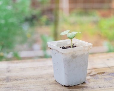 Seçici odak noktası beyaz bir fidan, genç bamya ya ya da bayan parmak tohumu ve bulanık bahçe arka planı. Ev yapımı organik Abelmoschus esculentus bitkisi zengin gübre toprağındaki yapraklarla gerçek olur.