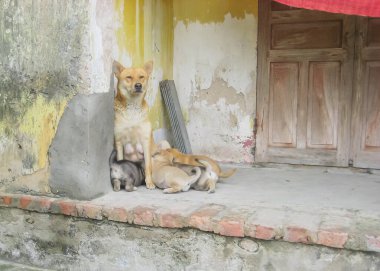 Köhne ahşap kapıları olan eski tuğla bir ev ve soyulmuş duvarın yanında yavrularını besleyen Asyalı bir köpek. Kuzey Vietnam 'da küçük bir kasabada kırsal bir manzara.