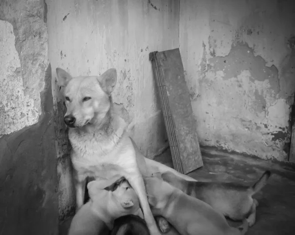 Filtered image an Asian dog feeding her puppies at brick house corner with rundown stucco layer in Thaibinh, Vietnam