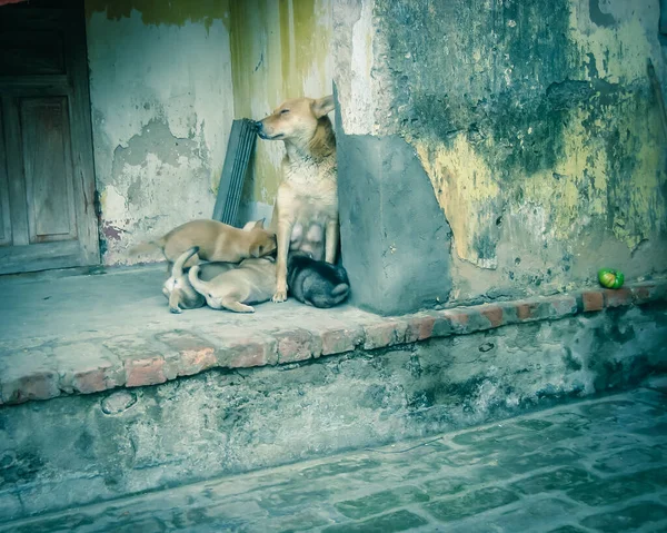 Ancient brick house with wooden doors and Asian dog feeding her puppies near peeled stucco layer plastered wall in Thai Binh, Vietnam