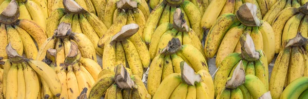 Abundância panorâmica de cachos de banana no stand de frutas em Geylang, Cingapura — Fotografia de Stock