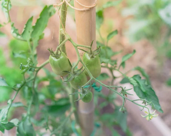 Racimo de tomates verdes que crecen en ramas de árboles con flores en el jardín del patio trasero en Texas, Estados Unidos — Foto de Stock
