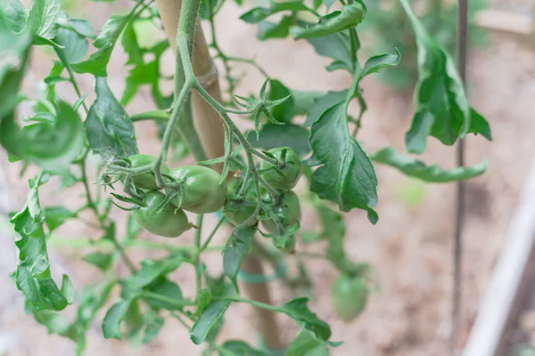 Tomates en racimo vigorosos en vides con estaca de bambú en el jardín del patio trasero cerca de Dallas, Texas, EE.UU. — Foto de Stock