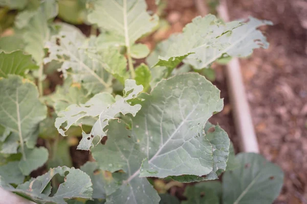 Cauliflower Leaves Attacked Caterpillar Worm Insect Organic Raised Bed Garden — Stock Photo, Image