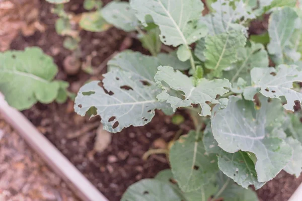 Cauliflower Leaves Attacked Caterpillar Worm Insect Organic Raised Bed Garden — Stock Photo, Image