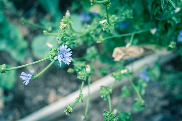 Upphöjd Säng Med Blommande Endive Eller Cikoria Blomma Nära Dallas — Stockfoto