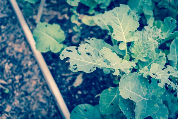 Toned Photo Cauliflower Leaves Attacked Caterpillar Worm Insect Organic Raised — Stock Photo, Image