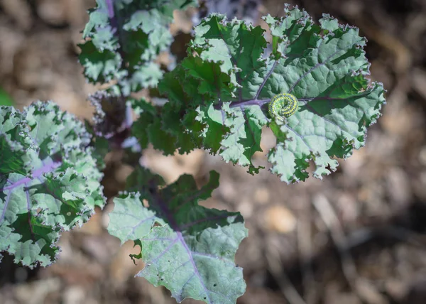 Tutup kuning dan hijau ulat merangkak serangan keriting daun kale di kebun tempat tidur yang dinaikkan di Dallas, Texas, Amerika Serikat — Stok Foto