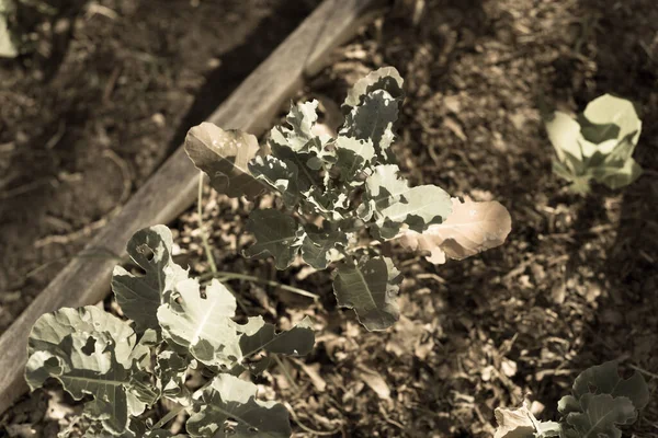 Gambar disaring tanaman kembang kol dengan daun rusak oleh serangan hama ulat di kebun mengangkat — Stok Foto