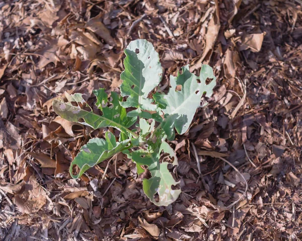 Комахи - гусениці, пошкоджені на листках рослини капусти на домашньому городі в Техасі (США). — стокове фото