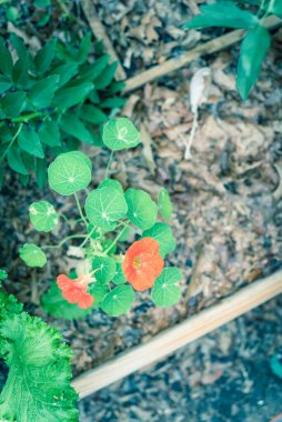 Dallas, Teksas yakınlarındaki bir bahçe yatağında çiçek açan kırmızı-turuncu nasturtiyum ya da nasturtian çiçekleri.