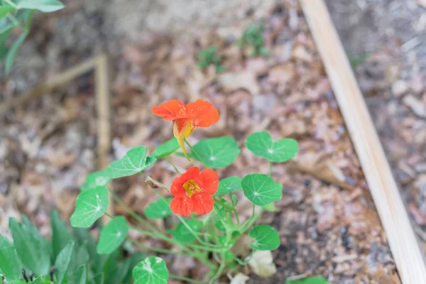 Blommor röd-orange nasturtium eller nasturtianska blommor nära bred böna växt på trädgårdsbädd nära Dallas, Texas — Stockfoto
