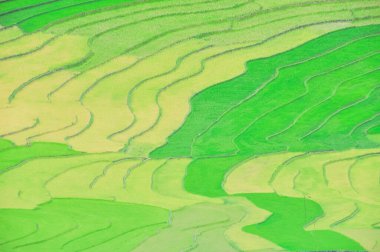 Mu Cang Chai, Yen Bai, Viet Nam 'daki basamakları andıran kıvrımlı çizgileri olan hava manzaralı teras alanı.