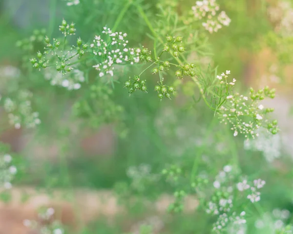 アメリカ合衆国テキサス州ダラス近郊の裏庭のベッドで飼育された花に白い花を咲かせます 開花コリアンダー植物は収穫する準備ができてコリアンダー種子になります — ストック写真