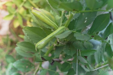 Dallas, Teksas, ABD yakınlarındaki bahçe bahçesinde fileto çardağı olan ağaçtaki geniş fasulye ya da bakla tohumları.