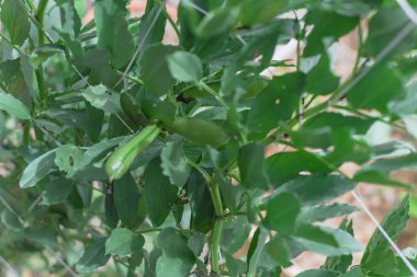 Dallas, Teksas, Amerika yakınlarındaki bahçe bahçesinde fileto çardağı olan ağaçta bulunan fasulye ya da bakla tohumları. İç organik Vicia Faba hasat etmeye hazır.