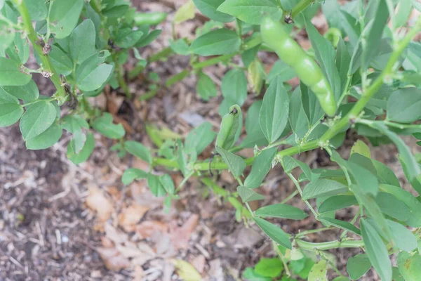 Close up feijão de fava ou feijão largo crescendo na árvore no jardim quintal perto de Dallas, Texas, EUA — Fotografia de Stock