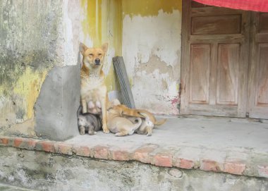 Tahta kapıları olan eski tuğladan bir ev ve Vietnam 'da, Thai Binh' de soyulmuş sıva tabakasının yanında yavrularını besleyen Asyalı bir köpek.