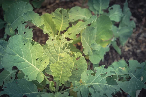 Large green vegetable leaves damaged by pests at organic garden near Dallas, Texas, America — Stock Photo, Image