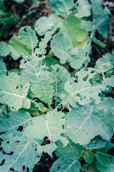 Grote groene groentebladeren beschadigd door ongedierte op biologische tuin in de buurt van Dallas, Texas, Amerika — Stockfoto