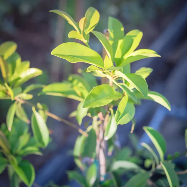 Young manilkara zapota or sapodilla on small plant growing in pot near Dallas, Texas, USA — Stock Image Young manilkara zapota or sapodilla on small plant growing in pot near Dallas, Texas, USA Royalty Free Stock Images