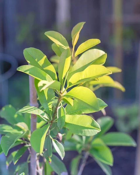 Young manilkara zapota or sapodilla on small plant growing in pot near Dallas, Texas, USA — Stock Image Young manilkara zapota or sapodilla on small plant growing in pot near Dallas, Texas, USA Stock Photo
