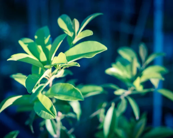 Young manilkara zapota or sapodilla on small plant growing in pot near Dallas, Texas, USA — Stock Image Young manilkara zapota or sapodilla on small plant growing in pot near Dallas, Texas, USA Stock Picture