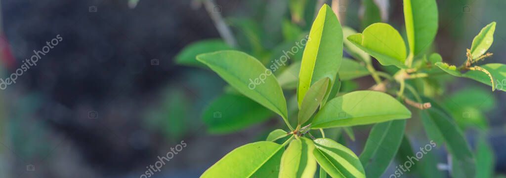 Panoramic young manilkara zapota or sapodilla on small plant growing in pot near Dallas, Texas, USA — Stock Image Panoramic young manilkara zapota or sapodilla on small plant growing in pot near Dallas, Texas, USA Stock Image