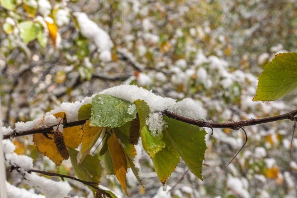 Zielone i żółte liście pod śniegiem — Zdjęcie stockowe
