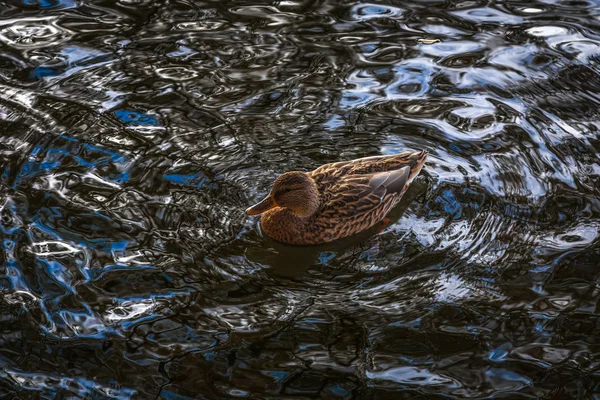 Pato ordinario en un patrón de onda —  Fotos de Stock