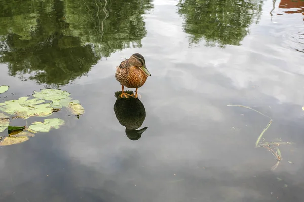 Pato fica na água — Fotografia de Stock