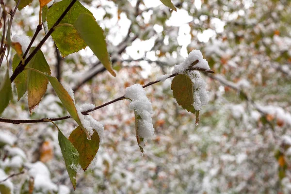 Otoño e invierno — Foto de Stock