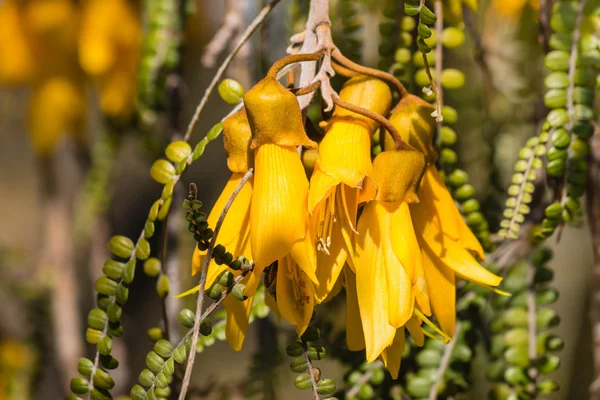 Yellow kowhai tree flowers in bloom — Stock Photo, Image