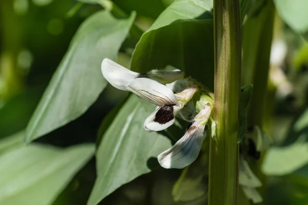 broad beans flowers and leaves