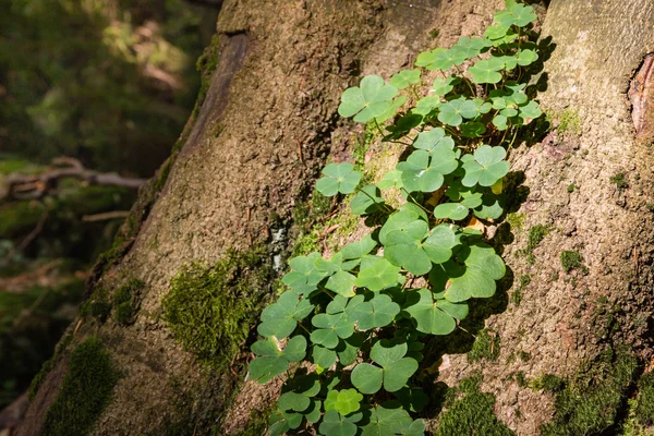 Деревна бочка, що росте на стовбурі дерева в лісі — стокове фото