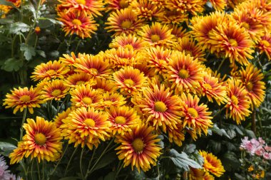 kırmızı ve turuncu papatya çiçek çiçeklenme