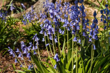 Woodland içinde ortak bluebell çiçekleri