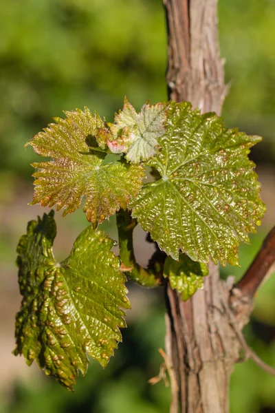 Fresh grape leaves in springtime — Stock Photo, Image