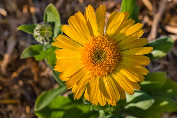 Αγγλικά marigold λουλούδι κεφάλι στην άνθιση — Φωτογραφία Αρχείου